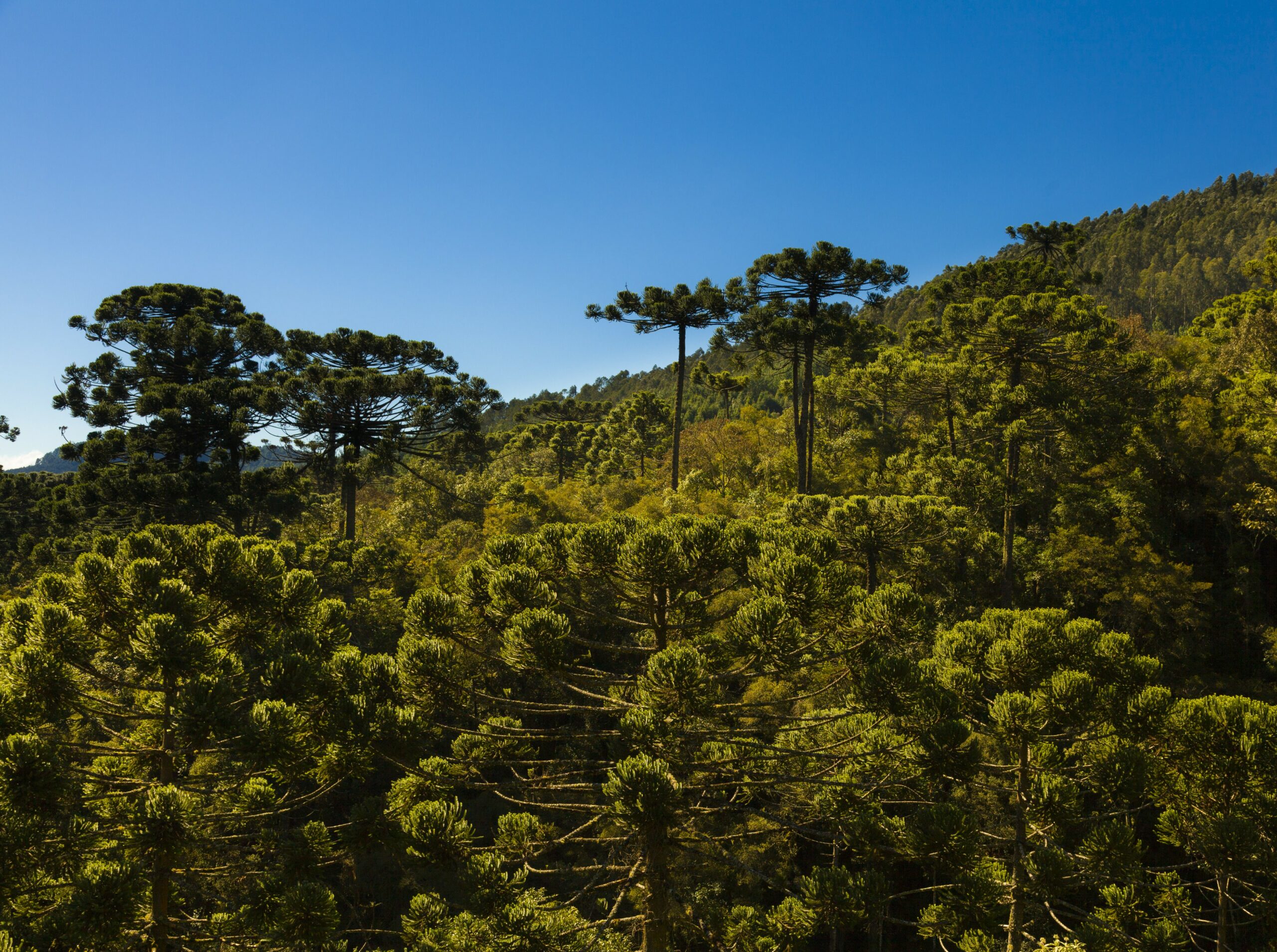 05 de junho – Dia Mundial do Meio Ambiente