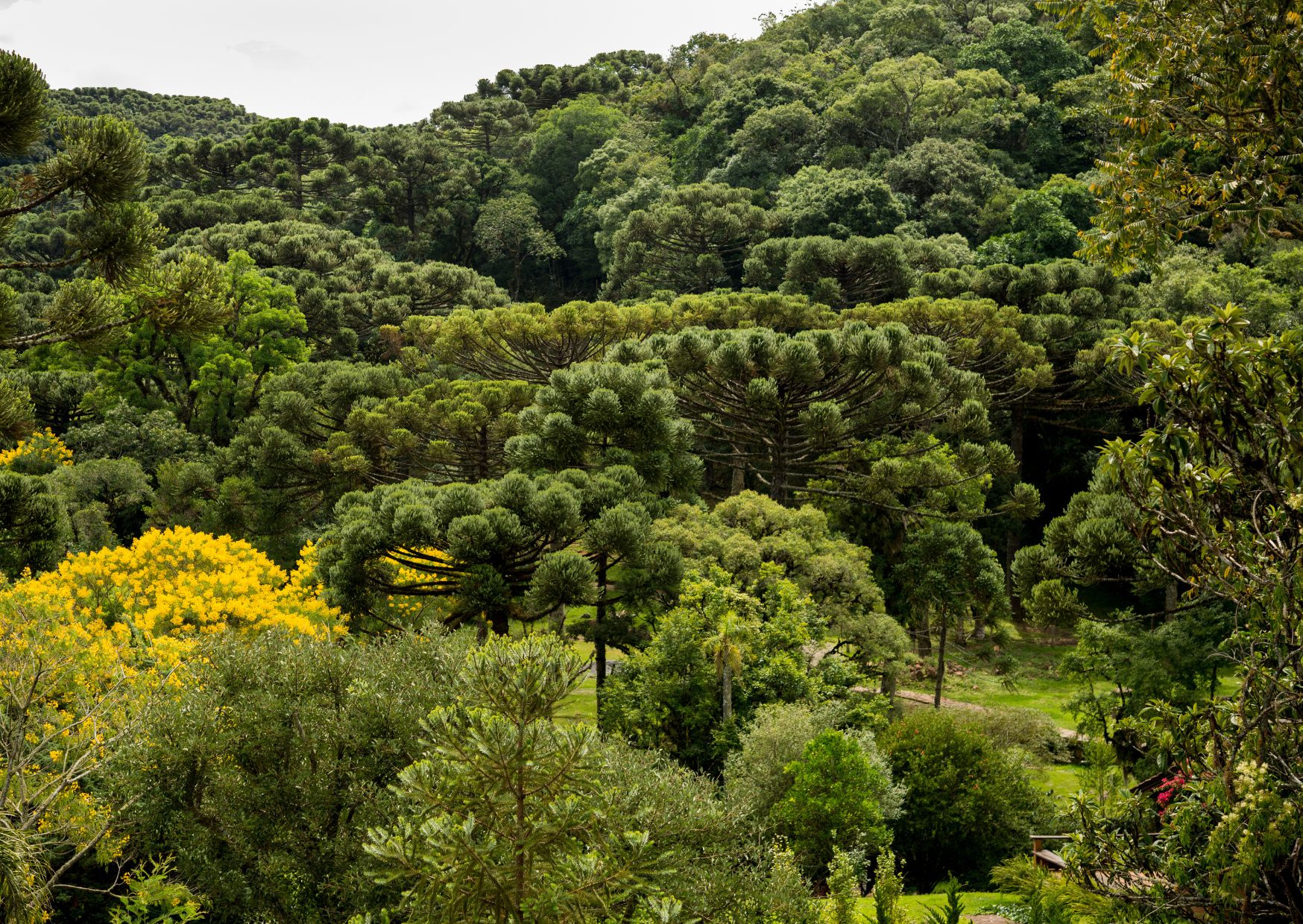 Desenvolvimento Sustentável: Paraná reduziu desmatamento em 78% em 2023